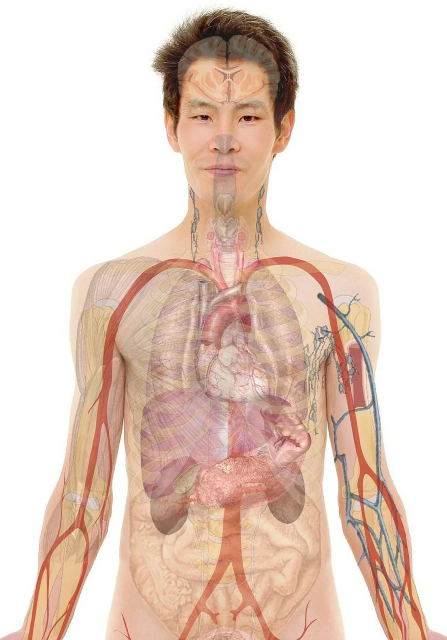 Male Anatomy Image